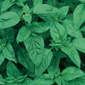 Burpee 60215A Organic Sweet Basil Seeds