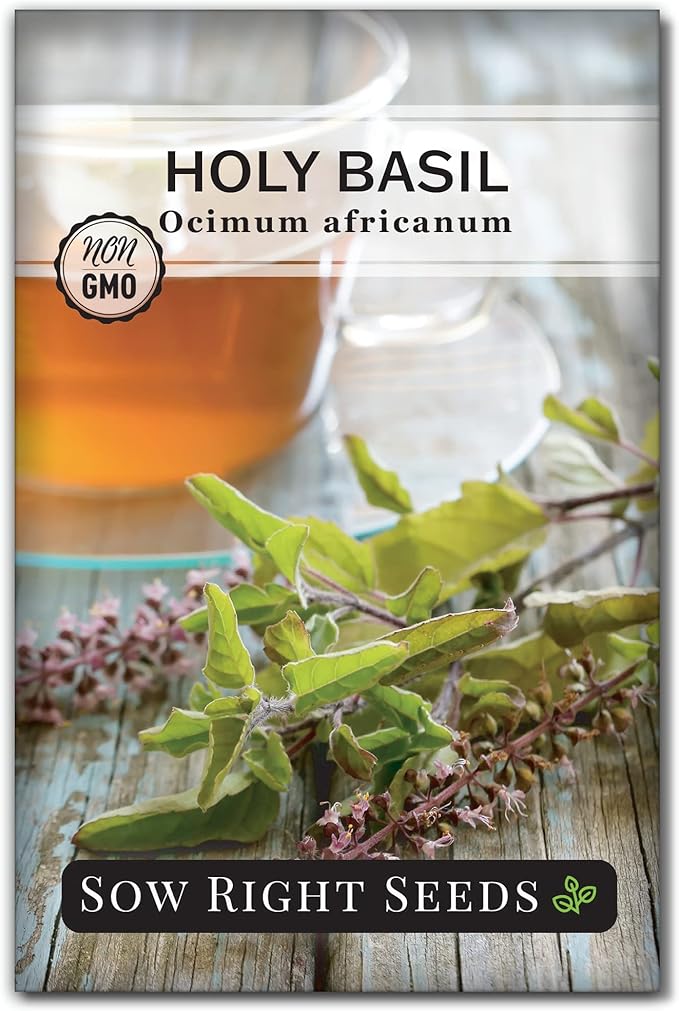 Sow Right Seeds - Holy Basil Tulsi Seed for Planting - Culinary Herb to Plant in Your Garden - Indoors or Outdoors - Ayurvedic Medicine and Tea - Non-GMO Heirloom Seeds - Great Gardening Gift (1)