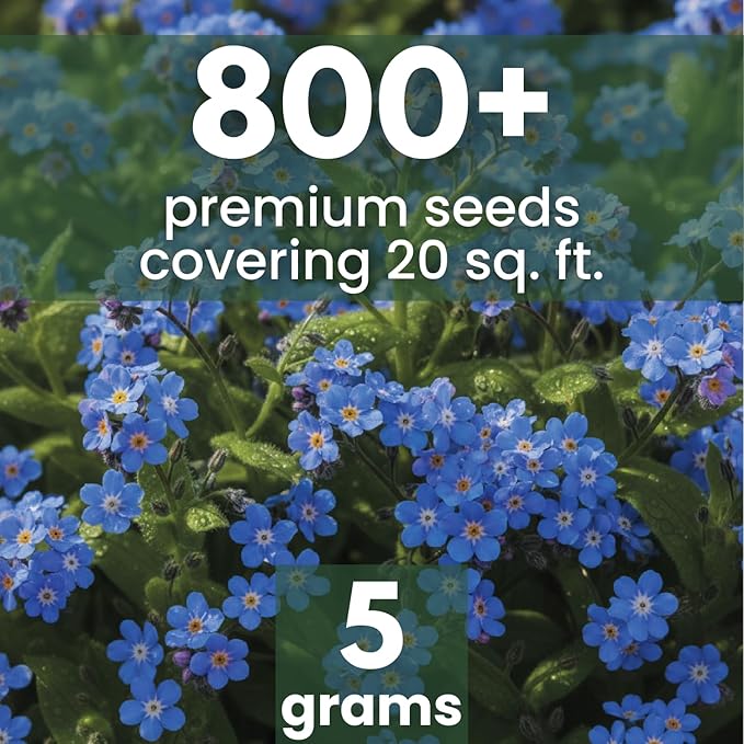 Chinese Forget Me Not – 800 Seeds for Planting – 2026 Season – 5 Grams