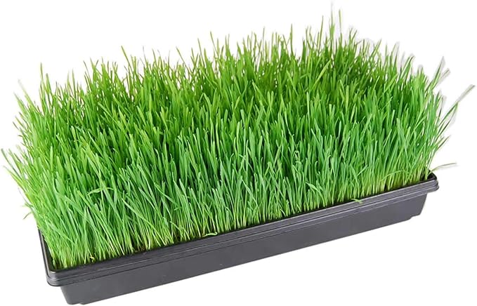 Living Whole Foods 100 Durable Black Plastic Growing Trays (with Drain Holes) 20" x 10" x 2" - Planting Seedlings, Flowers, Wheatgrass, Microgreens