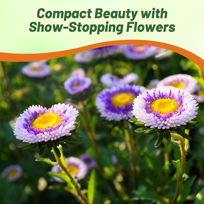 Outsidepride Tall Pompon Blue Moon Aster Seeds - 2000 Pcs. Annual, Hardy & Pollinator Friendly Flower Seeds for Planting Vibrant Disc-Shaped White-Blue Blooms, Ideal for Meadows & Aesthetic Gardens