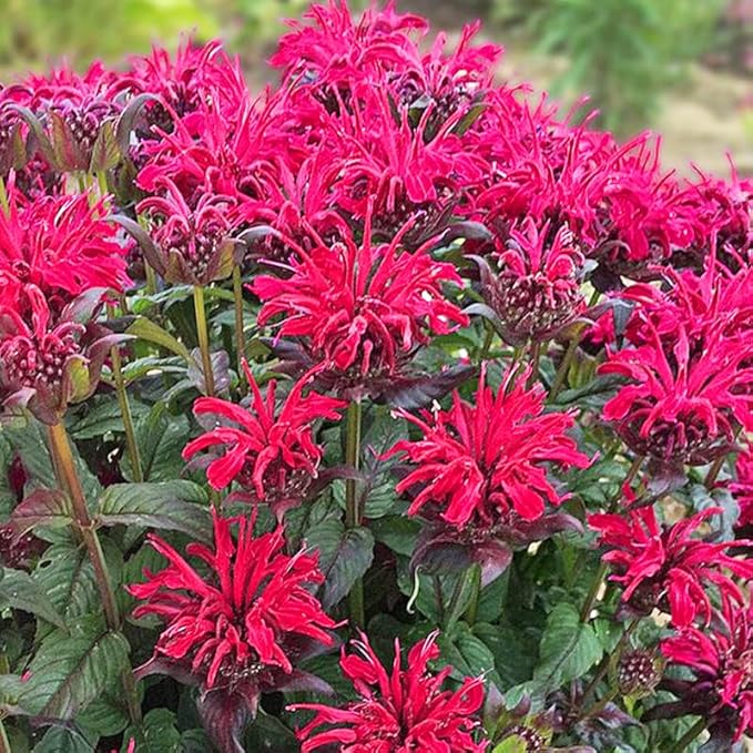 900+ Perennial Mix Bee Balm Flower Seeds for Planting-Non-GMO Heirloom Plant Seeds Garden Outdoor-Attracts Butterflies, Bees