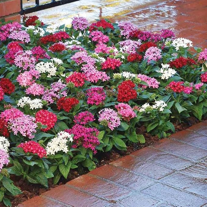 110+ Perennial Pentas Lucky Star Flower Seeds for Planting Outdoor-Non-GMO Heirloom Garden Decoration