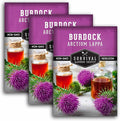 Burdock Root Seeds for Planting – Grow GOBO (Arctium lappa) Heirloom Root Vegetable – Non-GMO Medicinal Herb for Home Gardens – Survival Garden Seeds (3 Packs)