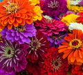 Zinnia Seeds for Planting – Non-GMO Heirloom Zinnia Flower Seeds – Full Instruction Packets to Plant in Your Home Outdoor Garden – Gardening Gift – 50 California Giant Zinnia Seeds (3 Packets)