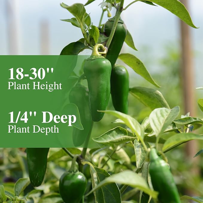 Jalapeno Pepper Seeds for Planting, Non-GMO Heirloom Vegetable Seeds for Outdoor Home Garden, Easy to Grow, Perfect for Salsa & Hot Sauce