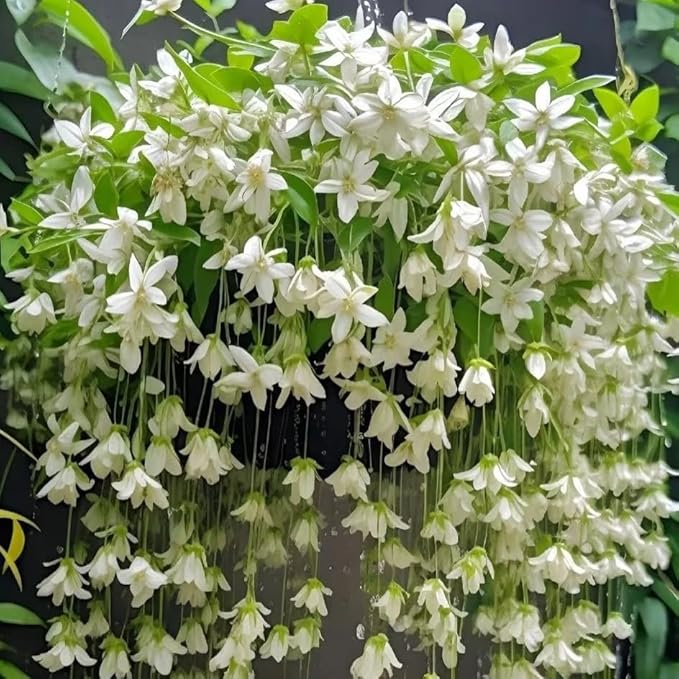 Climbing Weeping Jasmine Seeds for Planting, 300+pcs Fragrant Climber Jasmine Perennial Flower Seeds Plants, Heirloom Non-GMO Beauty Climbing Flowers for Home Garden Outdoors