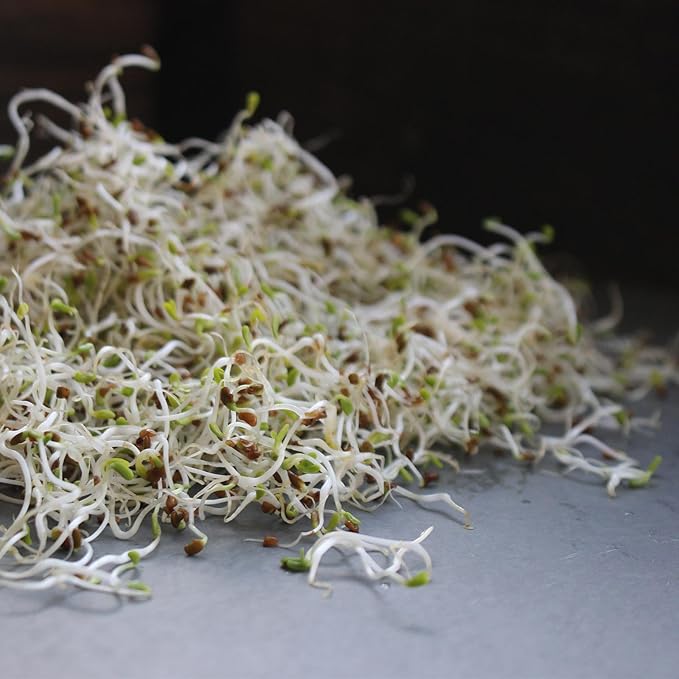 Certified Organic Alfalfa Sprouting Seed - 4 Oz - Handy Pantry Brand - High Sprout Germination- Edible Seeds, Gardening, Hydroponics, Growing Salad Sprouts, Planting, Food Storage & More
