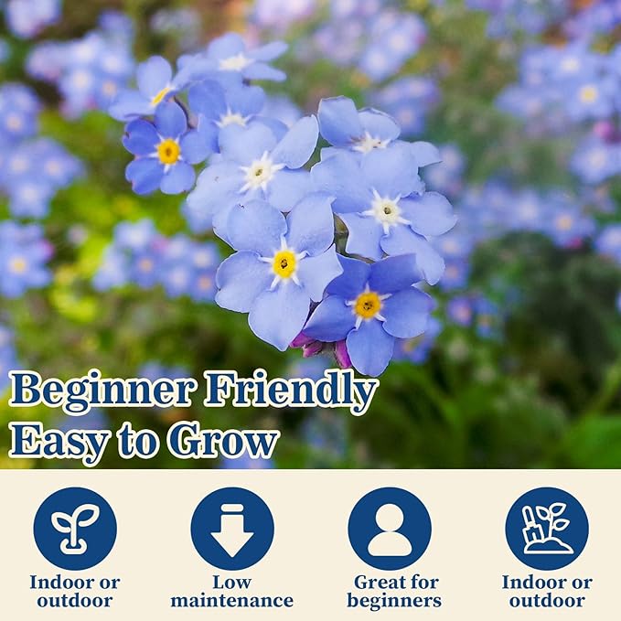 10,000+ Forget Me Not Seeds – Flower Seeds for Planting, Myosotis Perennial Garden Seeds, Easy to Grow Blue Wildflowers for Outdoor & Indoor, Pollinator Friendly, Memorial & Wedding Favor Flowers