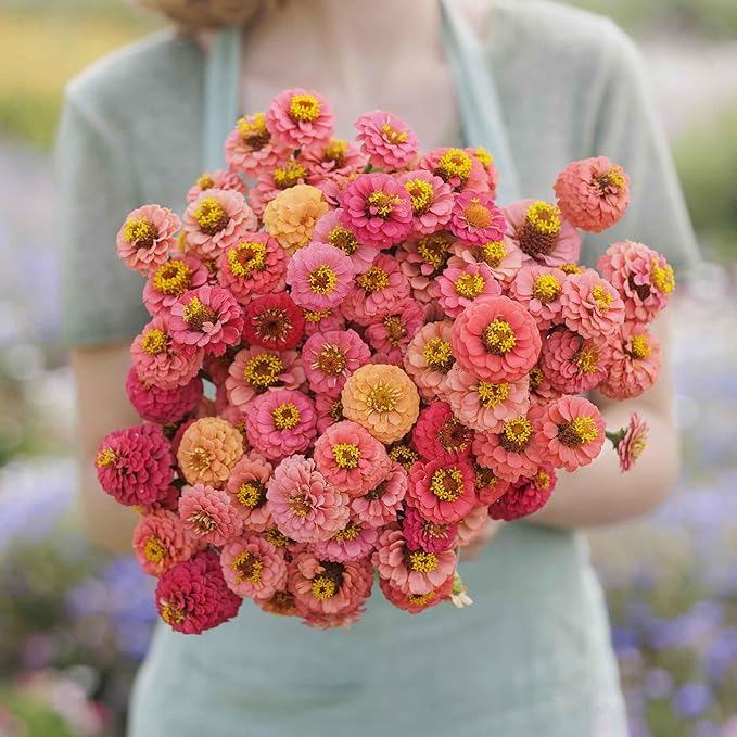 Eden Brothers Zinnia Seeds - Lilliput Salmon, Non-GMO Seeds for Planting, Packet | Low-Maintenance Flower Seeds, Plant During Spring, Zones 3, 4, 5, 6, 7, 8, 9, 10