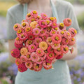 Eden Brothers Zinnia Seeds - Lilliput Salmon, Non-GMO Seeds for Planting, Packet | Low-Maintenance Flower Seeds, Plant During Spring, Zones 3, 4, 5, 6, 7, 8, 9, 10