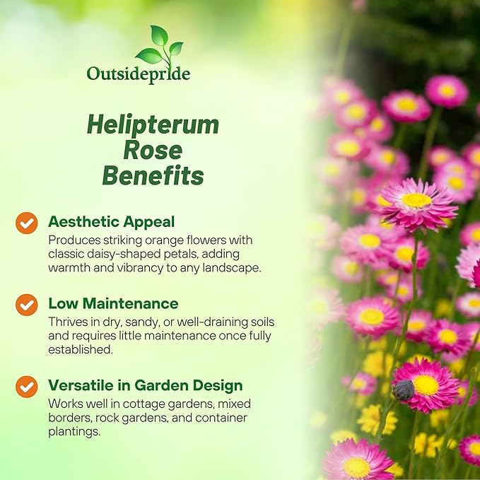Outsidepride Paper Daisy Rose Helipterum Seeds - 2000 Pcs. Annual Low Maintenance & Pollinator-Friendly, Flower Seeds for Planting Vibrant Blooms for Gardens, Borders & Cut Flowers