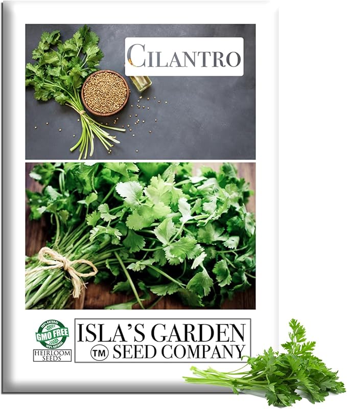 Cilantro Seeds (Coriandrum sativum) – 500+ Heirloom Non-GMO Seeds by Isla’s Garden Seeds, Fresh Aromatic Leaves, Fast Growing Culinary Herb, Also Known as Coriander, Ideal for Containers Garden Beds