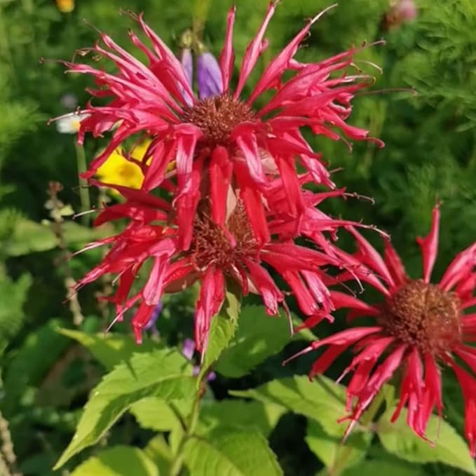 1000 Bee Balm Flower Seeds – Bright Red Perennial Blooms for Pollinator-Friendly Gardens