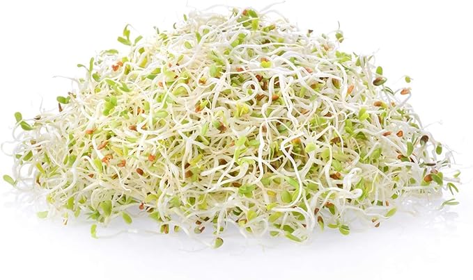 Handy Pantry Organic Alfalfa Seeds for Sprouting 1 lb – Microgreens and Sprout Seeds