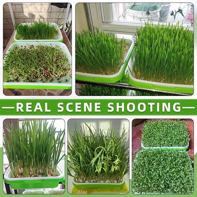 Seed Sprouter Tray 2PCS Soil-Free Wheatgrass Grower Sprouting Container with Lid 20CPS Germinating Growing Paper