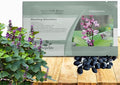 Outsidepride Green Lablab Hyacinth Bean Vine Seeds - 100 Pcs Perennial, Fast Growing Vegetable Seeds for Planting with Fragrant Foliage for Garden & Edible Flower and Pods for Culinary Uses
