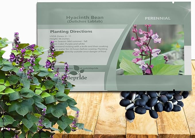 Outsidepride Green Lablab Hyacinth Bean Vine Seeds - 100 Pcs Perennial, Fast Growing Vegetable Seeds for Planting with Fragrant Foliage for Garden & Edible Flower and Pods for Culinary Uses