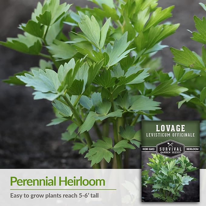 Survival Garden Seeds - Lovage Seed for Planting - 2 Packs with Instructions to Plant and Grow Perennial Levisticum Officinale Culinary Herb in Your Home Vegetable Garden - Non-GMO Heirloom Variety