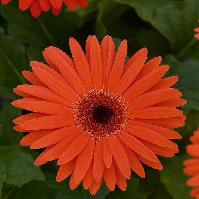 Outsidepride Pastel Orange Gerbera Seeds - 20 Pcs Perennial, Compact & Low Maintenance, Flower Seeds for Planting w/Vibrant Orange Blooms, Ideal for Garden Landscaping & Cut Flower Arrangements