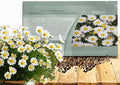 Outsidepride Creeping Daisy Chrysanthemum Seeds - 5,000 Pcs. Annual, Drought Tolerant Flower Seeds for Planting in Pollinator Gardens, Cut Flowers & Low Maintenance Landscaping