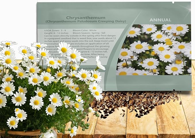 Outsidepride Creeping Daisy Chrysanthemum Seeds - 10,000 Pcs. Annual, Drought Tolerant Flower Seeds for Planting in Pollinator Gardens, Cut Flowers & Low Maintenance Landscaping