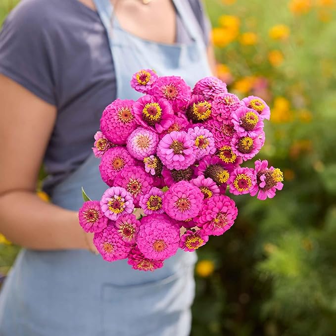 Eden Brothers Zinnia Seeds - Lilliput Purple, Non-GMO Seeds for Planting, 1 oz | Low-Maintenance Flower Seeds, Plant During Spring, Zones 3, 4, 5, 6, 7, 8, 9, 10