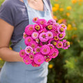 Eden Brothers Zinnia Seeds - Lilliput Purple, Non-GMO Seeds for Planting, 1 oz | Low-Maintenance Flower Seeds, Plant During Spring, Zones 3, 4, 5, 6, 7, 8, 9, 10