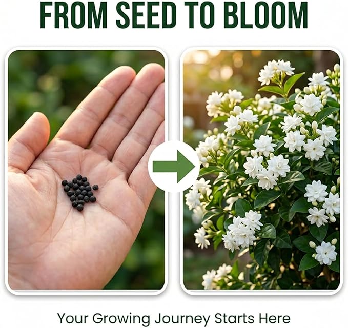 100+ Jasmine Seeds for Planting, for Patio Pots, Outdoor Beds, Raised Planters or Starter Trays, Fragrant Flower Project for Balcony, Border, Entryway, or Yard