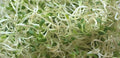Microgreens Alfalfa Sprout Seeds 3 Ounces of Seeds Salad Sprouts Organic Non GMO