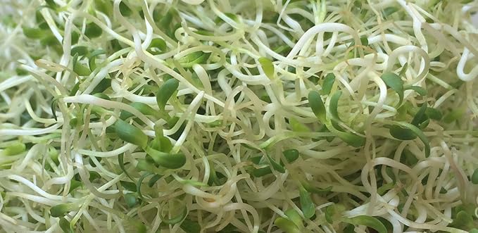Microgreens Alfalfa Sprout Seeds 3 Ounces of Seeds Salad Sprouts Organic Non GMO
