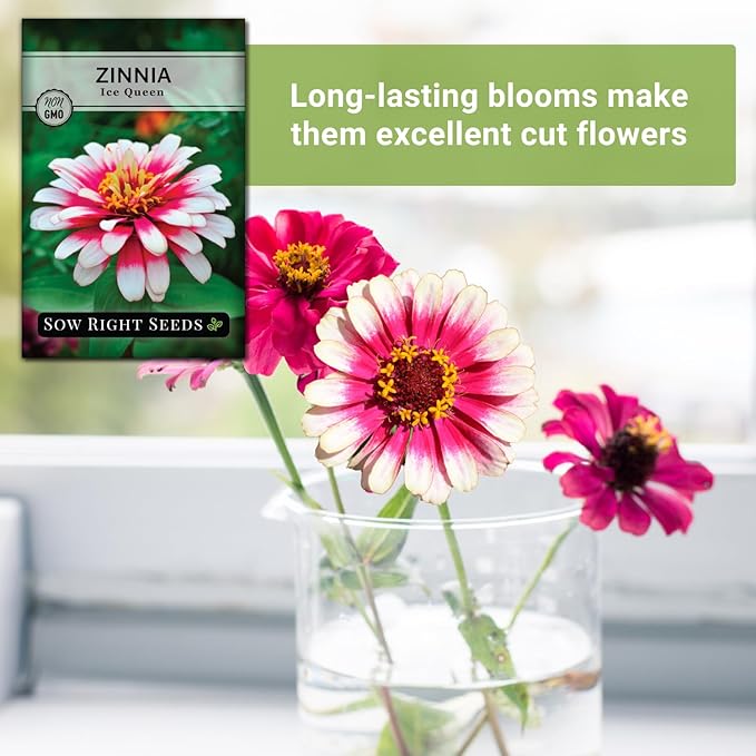 Sow Right Seeds - Zinnia Ice Queen Flower Seeds for Planting - Beautiful Flowers to Plant in Your Garden - Non-GMO Heirloom Seeds - Pink with White Tips Variety - Attract Pollinators - Cut Flower (2)