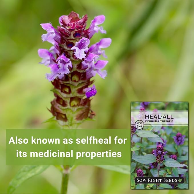 Sow Right Seeds - Heal-All Seeds for Planting - Self Heal Prunella Vulgaris - Non-GMO Heirloom Medicinal Herb - Grow Your Own Wildflower Garden - Attracts Pollinators - Easy to Grow in Gardens (1)