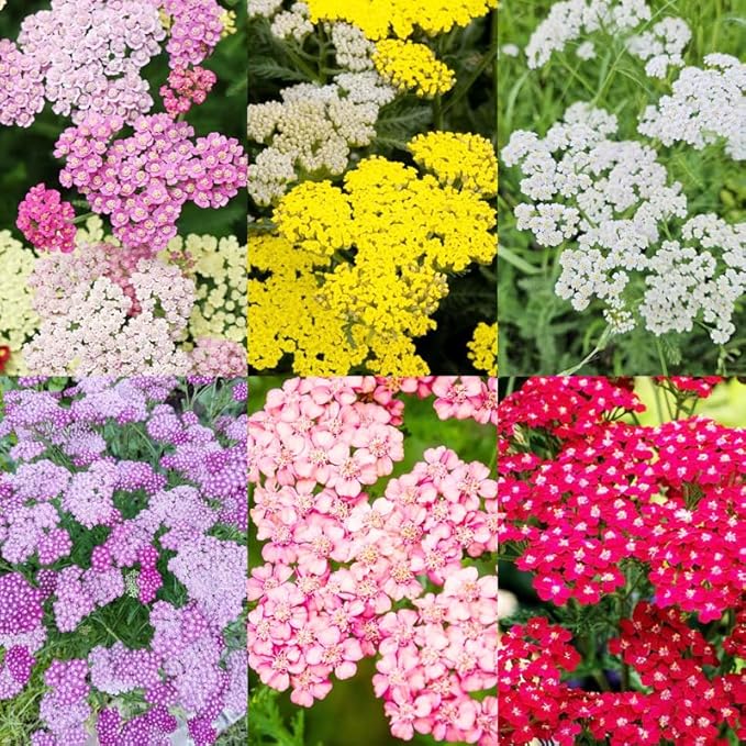 1000+Perennial Mixed Yarrow Flowers Seeds for Planting Outdoor Garden, Non-GMO,Heirloom