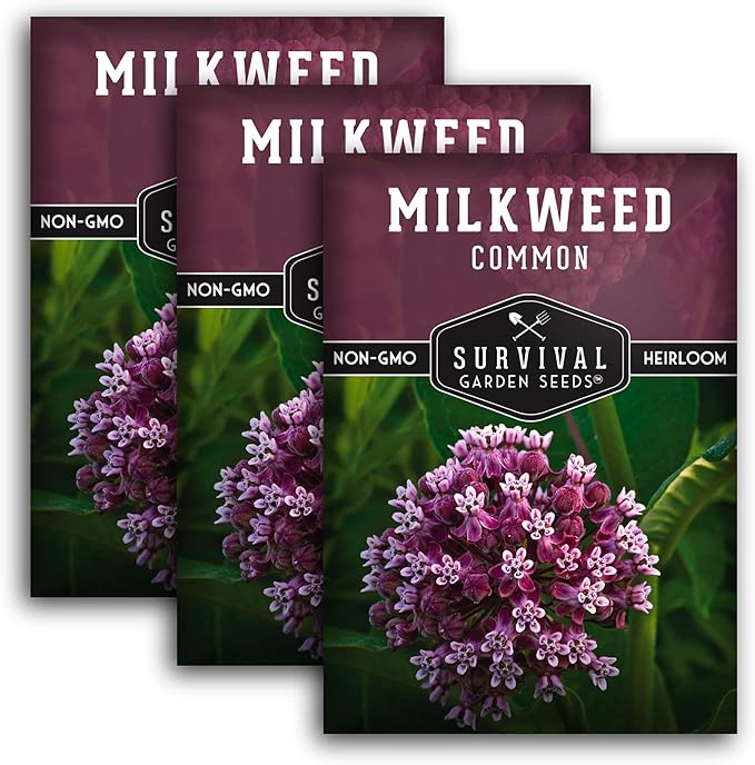 Common Milkweed Seeds for Planting - 3 Packets with Instructions Grow Asclepias Syriaca Wildflowers - Attract Monarch Butterflies & Help Conservation Non-GMO Heirloom Variety - Survival Garden Seeds