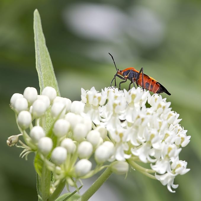 Outsidepride White Swamp Milkweed Seeds - 500 Pcs Perennial, Heat & Humid Tolerant, Pollinator-Friendly Wildflower Seeds, Ideal for Monarch Butterflies, Cut Flowers, Borders, or Meadows