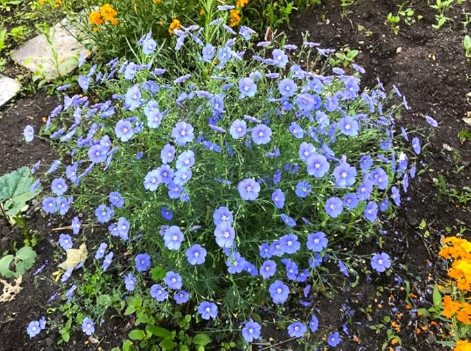 TomorrowSeeds - Blue Flax Wildflower Seeds - 15,000+ Count - For 2026 Planting Linum Perenne Lewis Lavender Sky Blue Prairie Wild Alpine Lint Perennial Garden Wildflower Flower Grow Your Own Home Farm