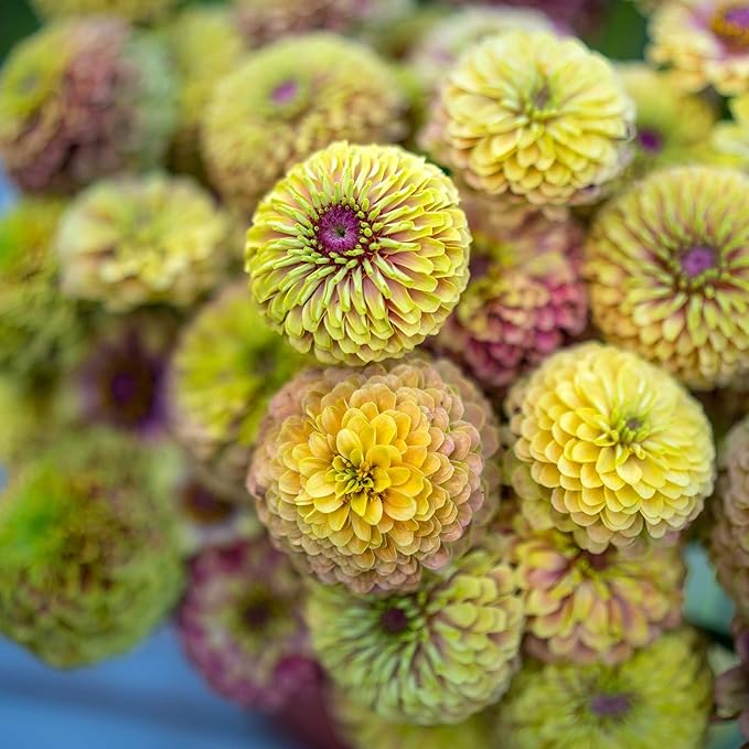 Eden Brothers Zinnia Seeds - Queen Lime Blush, Non-GMO Seeds for Planting, Packet | Low-Maintenance Flower Seeds, Plant During Spring, Zones 3, 4, 5, 6, 7, 8, 9, 10