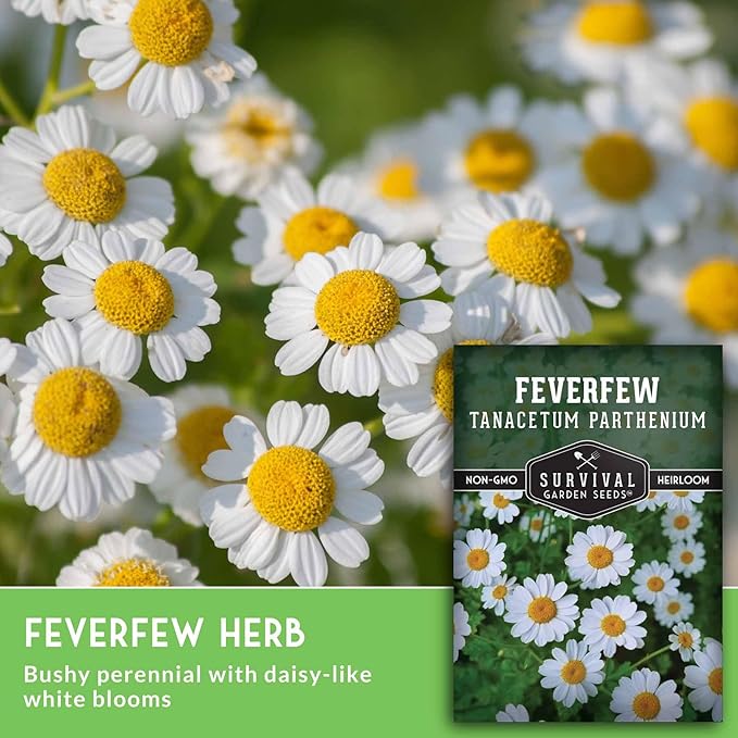 Feverfew Seeds for Planting - Perennial Daisy-Like Flower Herb, Pollinator Friendly Garden, Easy to Grow Traditional Herb - Heirloom Non-GMO Open Pollinated - Survival Garden Seeds (1 Pack)