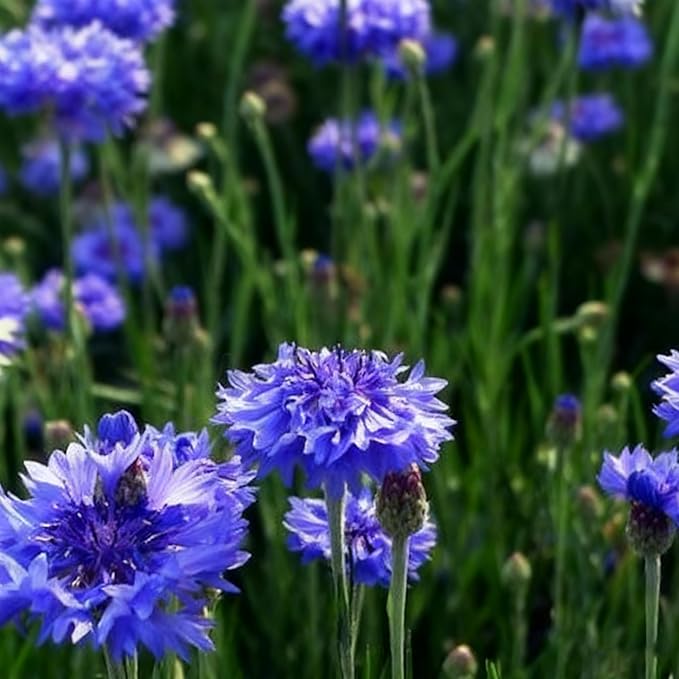 Cornflower Seeds for Planting, 3000+ Mix Centaurea Flower Seed, Non-GMO Heirloom Cornflower Seed for Garden Home Outdoor