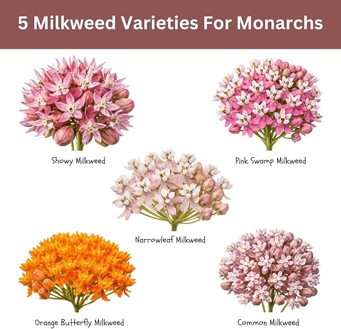 Native Milkweed Variety Pack - 5 Essential Species for Monarch Butterfly Gardens - Common, Swamp, Butterfly Weed, Showy & Narrowleaf - Non-GMO Native Wildflower Seeds for Pollinators