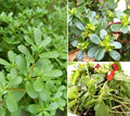 Golden Purslane Seeds Edible Portulaca Oleracea Sativa Non GMO Heirloom 600pcs