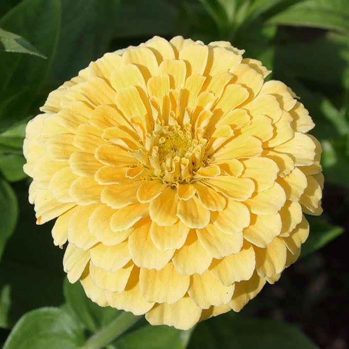 Seed Needs, Yellow Isabellina Zinnia Seeds - 250 Heirloom Seeds for Planting Zinnia elegans - Annual Cut Flowers to Grow in a Butterfly Garden Outdoors (1 Pack)