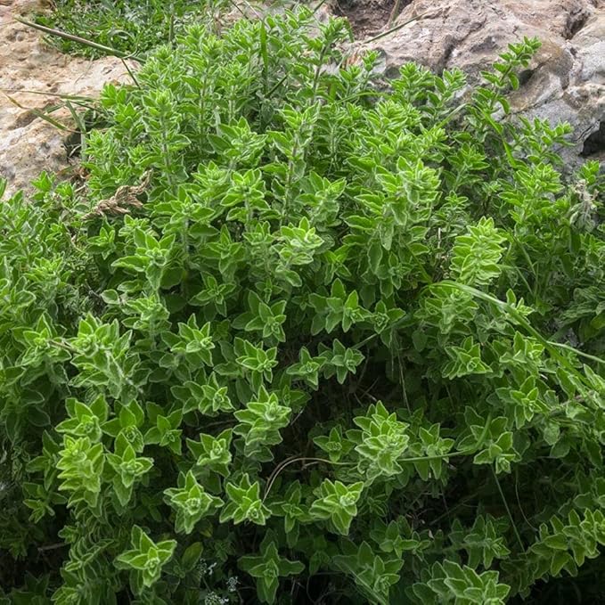 Outsidepride Greek Oregano Seeds - 5000 Pcs Perennial, Aromatic Easy to Grow Herb Seeds for Culinary Use, Flavorful Oregano Gardens & Tea Preparation, Food Seasoning & Traditional Uses