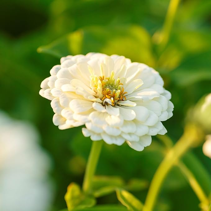 Eden Brothers Zinnia Seeds - Polar Bear, Non-GMO Seeds for Planting, 1 oz | Low-Maintenance Flower Seeds, Plant During Spring, Zones 3, 4, 5, 6, 7, 8, 9, 10