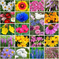 Grow Your Own Vibrant Annual and Perennial Wildflower Garden Seeds Mixture, Varieties for Pollinators and Spring Gardens - Northeast Regional Mix, 1 lb
