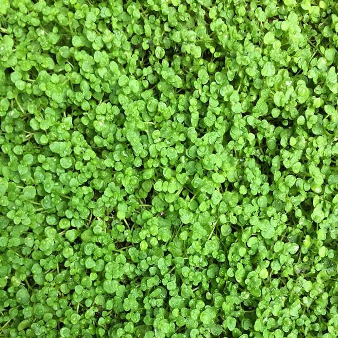 Outsidepride Mentha Corsican Mini Mint Seeds for Planting - 50 Pcs Pellets Perennial Drought-Tolerant Creeping Ground Cover Seeds for Lush, Aromatic Gardens, Ideal for Low-Maintenance Landscaping