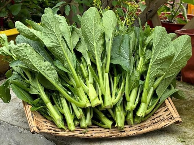 4000 Organic Choy Sum Seeds – Cải Ngồng – Yu Choy – Flowering Chinese Cabbage Seeds – Non-GMO, Heirloom, Made in USA - 99% Germination Rate, Vegetable for Yard & Garden Planting