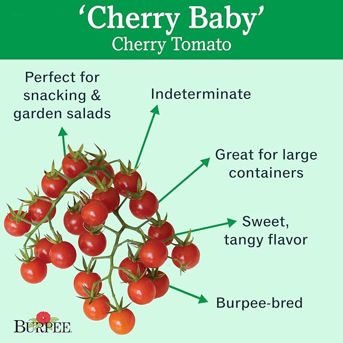 Burpee 'Cherry Baby' Hybrid,Red Cherry Tomato, 25 Non-GMO Seeds