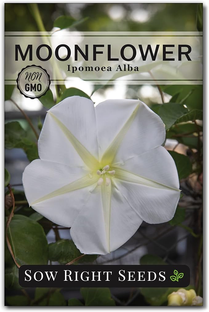 Sow Right Seeds - Moonflower (Ipomoea alba) Flower Seeds for Planting - Non-GMO Heirloom Flowers to Grow in Your Home Garden - Vining Plant for Beautiful Evening Blooms - Wonderful Gift (1)